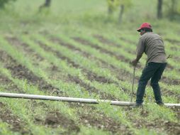 Los legisladores de la Cámara baja exhortan a la aplicación cabal de los recursos para el campo, para hacerlo productivo y sustentable. EL INFORMADOR / ARCHIVO