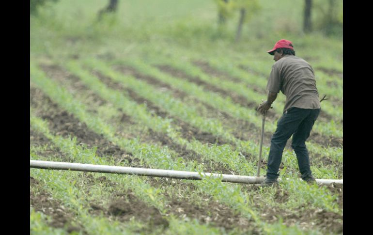 Los legisladores de la Cámara baja exhortan a la aplicación cabal de los recursos para el campo, para hacerlo productivo y sustentable. EL INFORMADOR / ARCHIVO