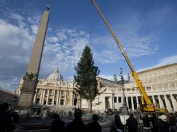 El árbol es anclado y en los próximos días comenzará su decoración con miles de esferas doradas y plateadas. EFE / C. Peri