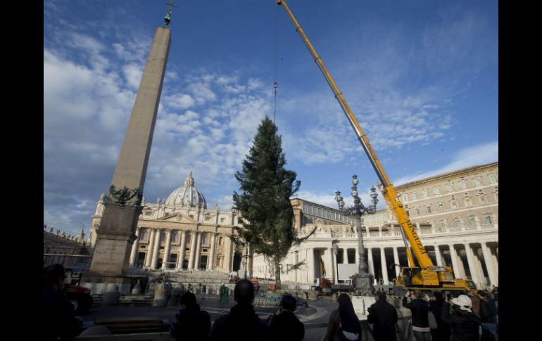 El árbol es anclado y en los próximos días comenzará su decoración con miles de esferas doradas y plateadas. EFE / C. Peri