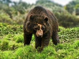 En abril pasado una mujer resultó mutilada al ser atacada por un oso en Lake Mary; las autoridades ya colocaron trampas. EFE / ARCHIVO.