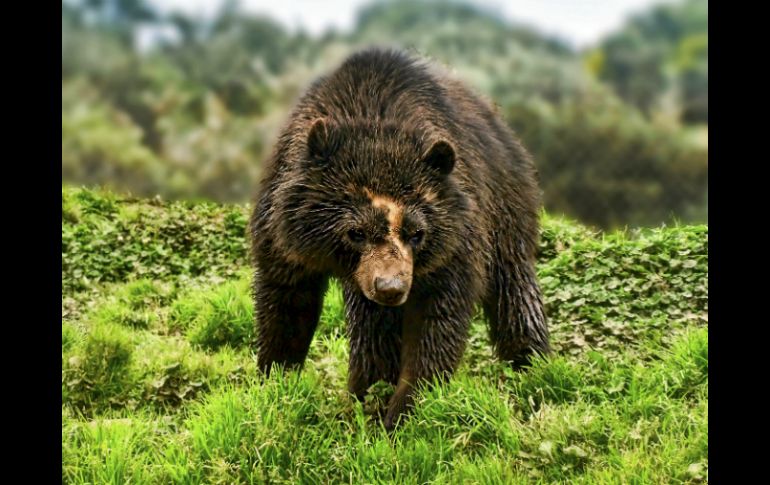 En abril pasado una mujer resultó mutilada al ser atacada por un oso en Lake Mary; las autoridades ya colocaron trampas. EFE / ARCHIVO.