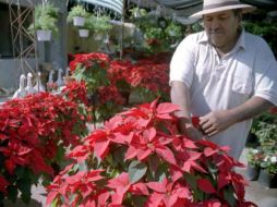 El grueso de la producción de Nochebuena de Jalisco está concentrada en Tlajomulco de Zúñiga, Tlaquepaque, Zapopan y Tonalá. EL INFORMADOR / ARCHIVO