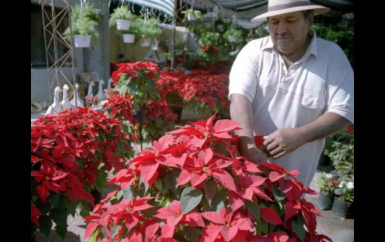 El grueso de la producción de Nochebuena de Jalisco está concentrada en Tlajomulco de Zúñiga, Tlaquepaque, Zapopan y Tonalá. EL INFORMADOR / ARCHIVO