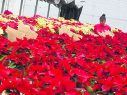 Esta temporada la tradicional flor de Nochebuena decora jardines, casas y espacios públicos en nuestro país. EL INFORMADOR / A. Hinojosa