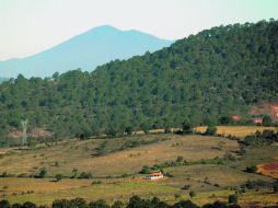 Con la fundación Fraunhofer desarrollarán tecnología para el sector forestal. EL INFORMADOR / ARCHIVO