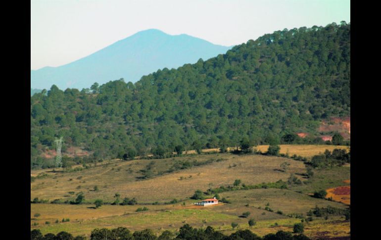 Con la fundación Fraunhofer desarrollarán tecnología para el sector forestal. EL INFORMADOR / ARCHIVO