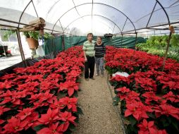 Comienza a cultivarse desde la primera quincena de marzo en cientos de invernaderos. NTX / H. Borges