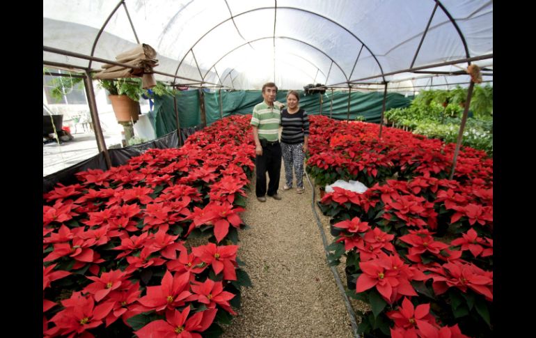 Comienza a cultivarse desde la primera quincena de marzo en cientos de invernaderos. NTX / H. Borges