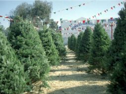 Al adquirir un árbol nacional, se beneficia al medio ambiente y permite la conservación de bosques naturales. NTX / ARCHIVO