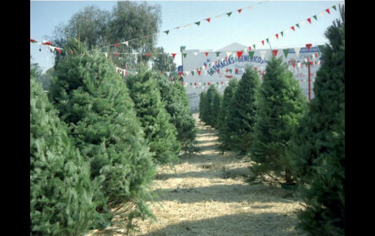 Al adquirir un árbol nacional, se beneficia al medio ambiente y permite la conservación de bosques naturales. NTX / ARCHIVO