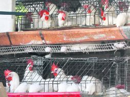 Daño económico. En Canadá fueron sacrificadas 155 mil aves. EL INFORMADOR /