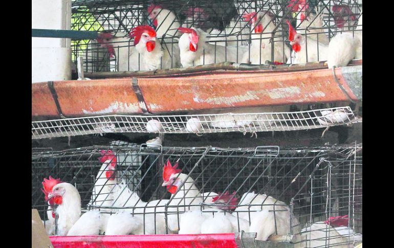 Daño económico. En Canadá fueron sacrificadas 155 mil aves. EL INFORMADOR /