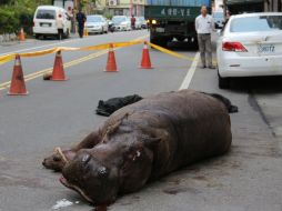 La atracción estrella de una granja en Taiwan yace en medio de una carretera luego de haber saltado desde la camioneta de su dueño. AFP / A. Kuan