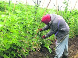 Apoyos. En 2016 se terminará de hacer el empadronamiento de alrededor de 150 mil campesinos de Jalisco. EL INFORMADOR /  A. Hinojosa