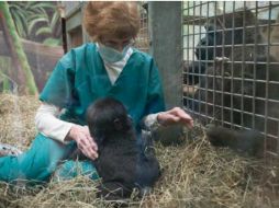 'Kamina' fue enviada al zoológico de Columbus, donde tienen experiencia en crianza adoptiva. TWITTER / @ColumbusZoo