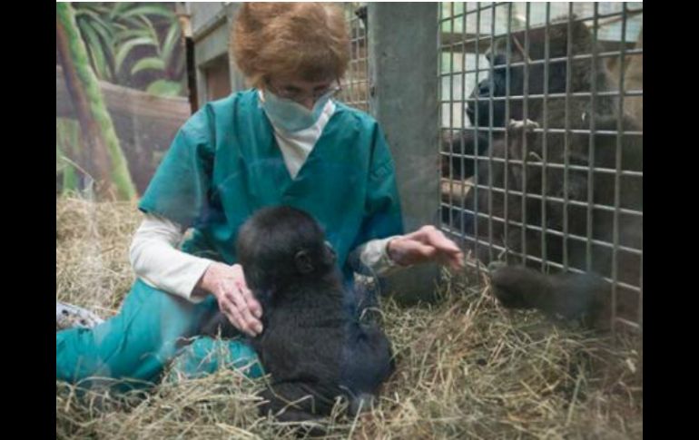 'Kamina' fue enviada al zoológico de Columbus, donde tienen experiencia en crianza adoptiva. TWITTER / @ColumbusZoo