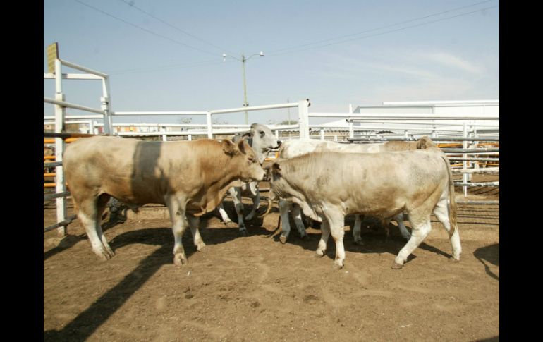 Zapopan cuenta con dos rastros donde se sacrifican a los animales de una forma menos dolorosa. EL INFORMADOR / ARCHIVO