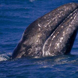 Publican genoma de ballenas boreales, resistentes al envejecimiento y cáncer