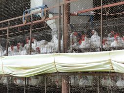 La semana pasada, miles de aves fueron sacrificadas tras el brote. EL INFORMADOR / ARCHIVO