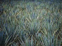 Estos agaves disminuyen la ganancia de peso, acumilación de grasa y niveles de glucosa. EL INFORMADOR / ARCHIVO