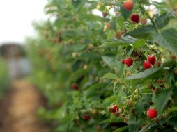 Jalisco es uno de los estados más beneficiados con la apertura del mercado chino por ser el primero en producción de frambuesa. EL INFORMADOR / ARCHIVO