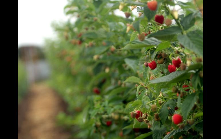 Jalisco es uno de los estados más beneficiados con la apertura del mercado chino por ser el primero en producción de frambuesa. EL INFORMADOR / ARCHIVO