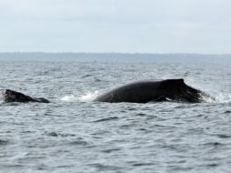 Científicos destacan que ya se ha alterado de manera significativa el ecosistema marino. EFE / ARCHIVO