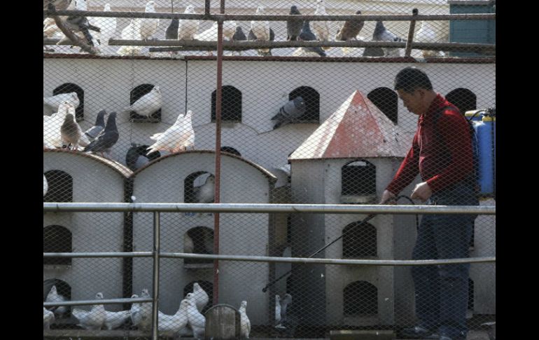 La enfermedad ha causado la muerte de 140 aves salvajes y ha obligado a aislar dos humedales. EFE / ARCHIVO