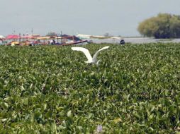 La producción de biodiesel a partir del lirio acuático, reduciría la contaminación de ríos y lagunas por nutrientes inorgánicos. EL INFORMADOR / ARCHIVO