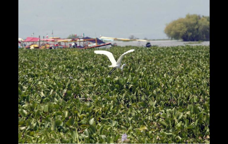 La producción de biodiesel a partir del lirio acuático, reduciría la contaminación de ríos y lagunas por nutrientes inorgánicos. EL INFORMADOR / ARCHIVO