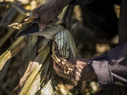 El país produce anualmente cerca de 30.5 millones de toneladas de alimentos balanceados. EL INFORMADOR / ARCHIVO