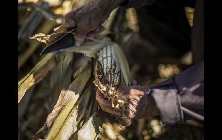 El país produce anualmente cerca de 30.5 millones de toneladas de alimentos balanceados. EL INFORMADOR / ARCHIVO