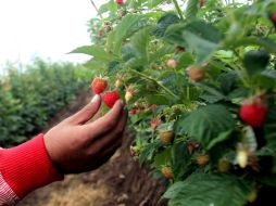 Como parte de este trabajo, 15 empresas productoras de berries conforman un consorcio para exportar a China zarzamora y frambuesa. EL INFORMADOR / ARCHIVO