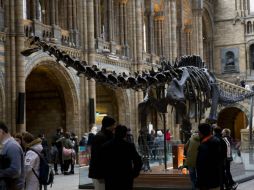 A pesar de su apariencia realista, el dinosaurio que domina la sala principal del museo desde 1979 es una réplica en yeso. AP / M. Dunham