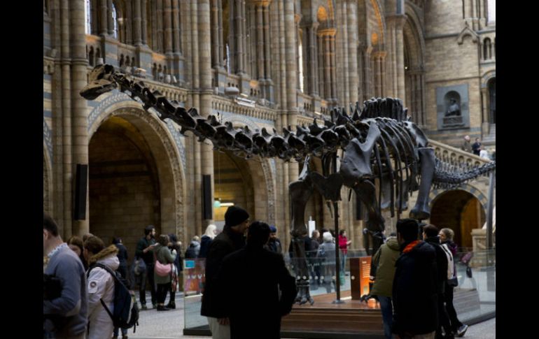 A pesar de su apariencia realista, el dinosaurio que domina la sala principal del museo desde 1979 es una réplica en yeso. AP / M. Dunham