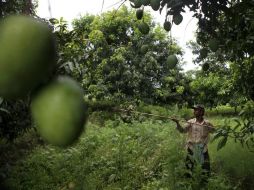 Fungifree AB® fue creado originalmente para el control de antracnosis en mango. EFE / ARCHIVO