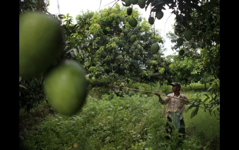 Fungifree AB® fue creado originalmente para el control de antracnosis en mango. EFE / ARCHIVO