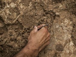 El fósil de la serpiente 'Portugalophis lignites' es el más grande entre los restos de uno de los reptiles más antiguos del mundo. EL INFORMADOR / ARCHIVO