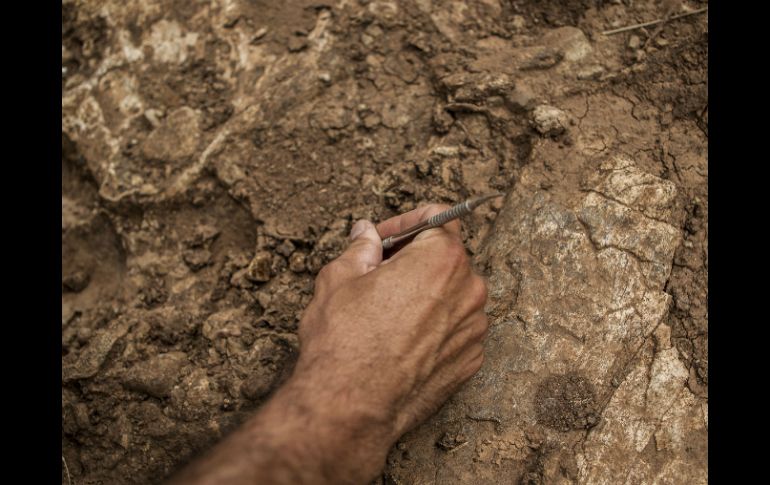 El fósil de la serpiente 'Portugalophis lignites' es el más grande entre los restos de uno de los reptiles más antiguos del mundo. EL INFORMADOR / ARCHIVO