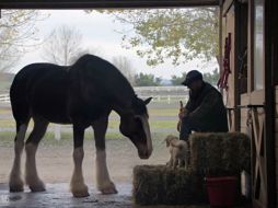 La empresa Budweiser presenta 'Lost Dog' que muestra a un perrito labrador buscando a los caballos percherones. YOUTUBE / budweiser