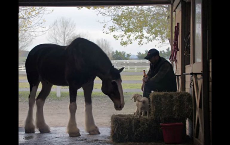 La empresa Budweiser presenta 'Lost Dog' que muestra a un perrito labrador buscando a los caballos percherones. YOUTUBE / budweiser