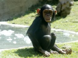 La chimpancé Sira tiene dos años y vive con sus padres Yombe y Zuri. EL INFORMADOR / A. Camacho