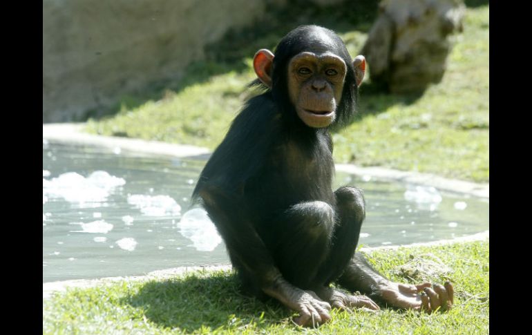 La chimpancé Sira tiene dos años y vive con sus padres Yombe y Zuri. EL INFORMADOR / A. Camacho