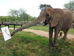 Los animales no fueron forzados a hacer nada, ellos crearon lo que quisieron. EFE / Zoo Miami