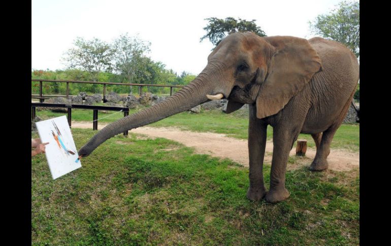 Los animales no fueron forzados a hacer nada, ellos crearon lo que quisieron. EFE / Zoo Miami