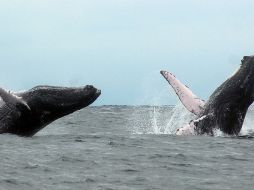 Estas ballenas miden de 12 a 16 metros y pueden ser apreciadas por turistas desde la costa o bien adentrarse a su hábitat. EFE / ARCHIVO