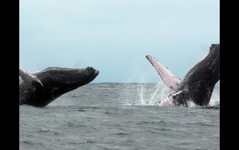 Estas ballenas miden de 12 a 16 metros y pueden ser apreciadas por turistas desde la costa o bien adentrarse a su hábitat. EFE / ARCHIVO