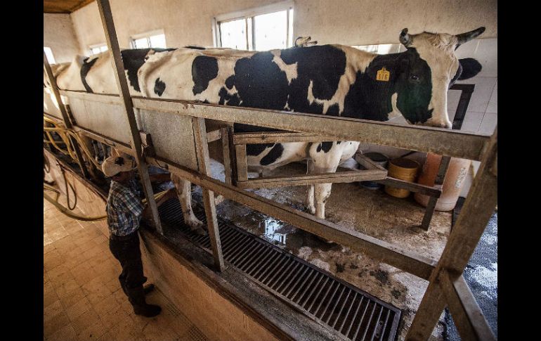 En 2013 Liconsa captó la leche de nueve mil productores; el año pasado recibió el producto de 11 mil lecheros. EL INFORMADOR / A. Hernández