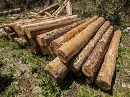 La especie de parota encontrada es un árbol endémico de la región con decreto gubernamental para su conservación y protección. EL INFORMADOR / ARCHIVO